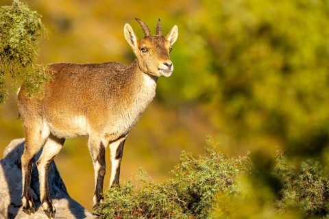 An Iberian ibex stands majestically on a rocky ledge, surrounded by lush greenery. Its robust horns