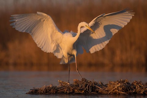 Great Egret (Ardea alba) landing at sunrise, Subotica, Serbia
