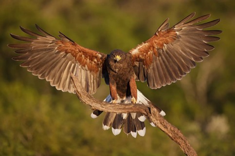 Harris's Hawk (Parabuteo unicinctus) juvenile landing on a branch, Texas, USA