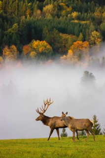 An Altai maral stag with a hind, Altai wapiti or Altai elk (Cervus canadensis sibiricus) stands in