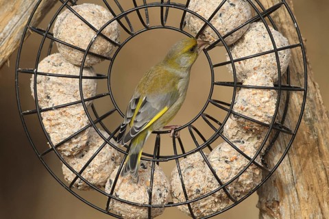 Greenfinch (Chloris chloris) at the winter feeding site, Allgäu, Bavaria, Germany, Allgäu, Bavaria,
