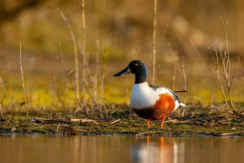 Northern Shoveler (Spatula clypeata) male, North Rhine-Westphalia, Germany