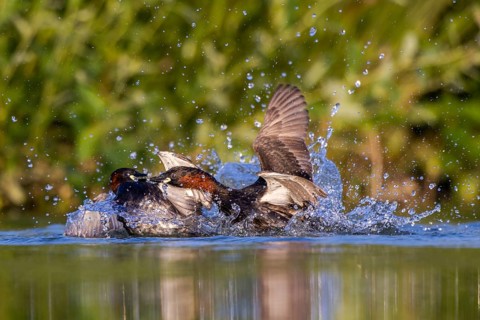 Little Grebe (Tachybaptus ruficollis) fighting, North Rhine-Westphalia, Germany