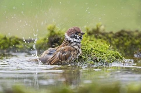 Eurasian Tree Sparrow (Passer montanus) bathing at a waterhole, Aosta Valley, Italy