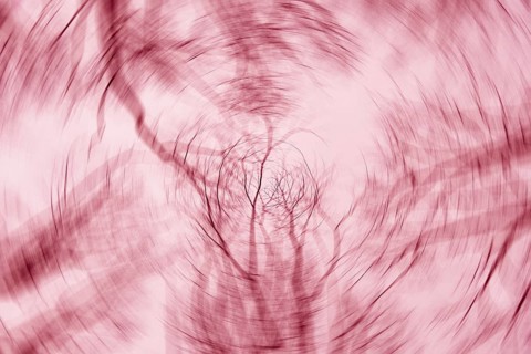 A mesmerizing abstract image with tree branches blurred into swirling patterns, creating a dynamic
