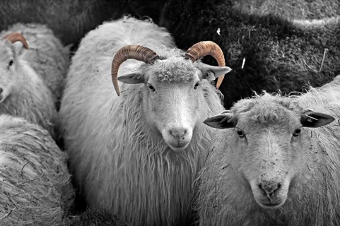 Sheep (Ovis) white horned Moorschnucke, black and white, Pinnow, Mecklenburg-Vorpommern, Germany