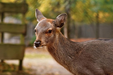 Portrait of young female Cervus nippon Shika deer