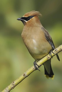Cedar Waxwing (Bombycilla cedrorum), British Columbia, Canada