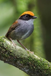 Black-cheeked Gnateater (Conopophaga melanops) perched on a branch in the Atlantic rainforest of