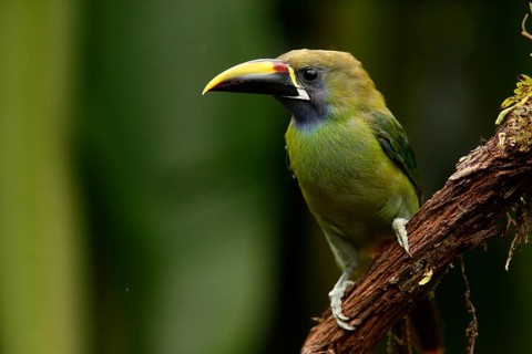 Emerald Toucanet (Aulacorhynchus prasinus) perched on a branch, Costa Rica