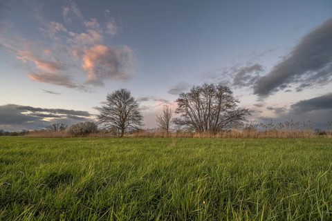 The sky shows clouds with shades of pink. Two large trees stand a short distance away, surrounded