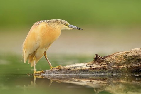Squacco Heron, Ardeola ralloides, yellow water bird in the nature, water green grass in the