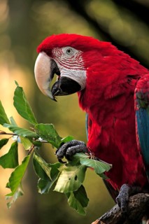 Green-winged Macaw (Ara chloropterus), adult, portrait, feeding