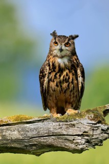 Eurasian Eagle-owl (Bubo bubo), adult, perch, vigilant, in summer, Wisdom, Šumava, Czech Republic