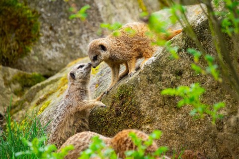 Meerkat (Suricata suricatta) standing between rocks looking around, curious, Germany
