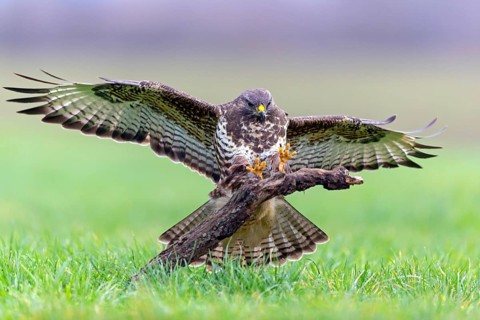 Buzzard, (Buteo buteo), animals, bird, bird of prey, buzzard, hawk family, Beindersheim, Bad