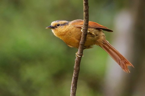Buff-fronted Foliage-gleaner (Philydor rufum) perched on a branch in the Atlantic rainforest of