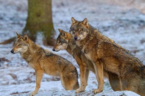 Three wolves standing next to each other in the snow and looking attentively in the same direction,