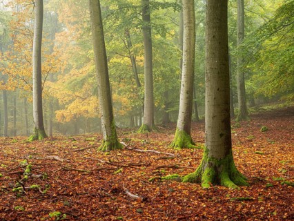 Old beech forest (fagus) in autumn with fog, Kellerwald-Edersee National Park, Hesse, Germany