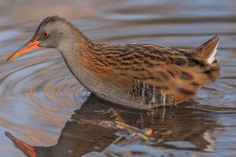 Water Rail (Rallus aquaticus) runs along the water's edge in a moor. The sun illuminates the