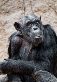 Animal portrait Western chimpanzee (Pan troglodytes verus), primate, ape, endangered species,