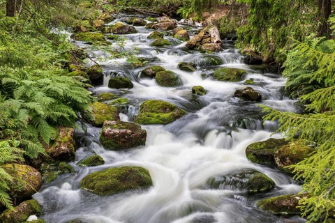 Njupån wild stream in Fulufjället National Park, Dalarnas län, Sweden