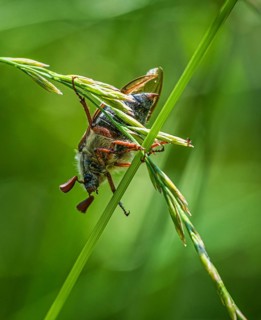 Wood cockchafer (Melolontha hippocastani) on a blade of grass, Mönchbruch, Rüsselsheim am Main,