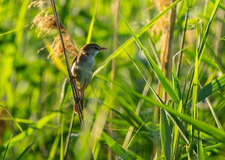 Reed warbler (Acrocephalus arundinaceus) on a reed stem, reed (Phragmites australis), Lower Saxony,