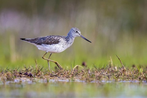Common Greenshank (Tringa nebularia), North Rhine-Westphalia, Germany