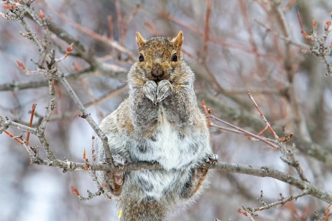 Eastern gray squirrel (sciurus carolinensis) perched and watching, Montreal botanical garden,