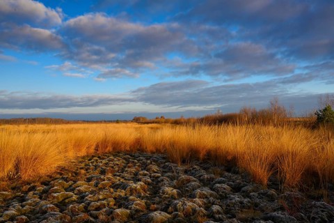 Wide, wintry Goldenstedt moor with pipe grass in the evening light, Goldenstedt, Lower Saxony,