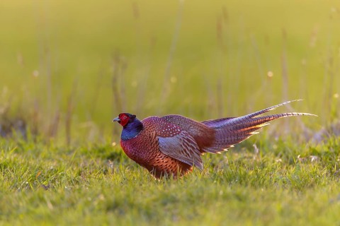 The pheasant cock (Phasianus colchicus) impresses its opponent with laterally fanned tail feathers,