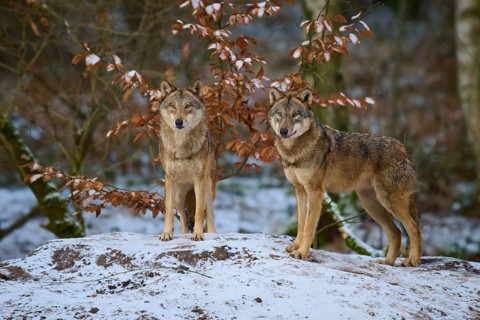 Wolves on snowy hill in forest with brown leaves in the background, winter, wolf (Canis lupus),