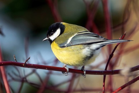 Great tit (Parus major), sitting on a branch, Baden-Württemberg, Germany