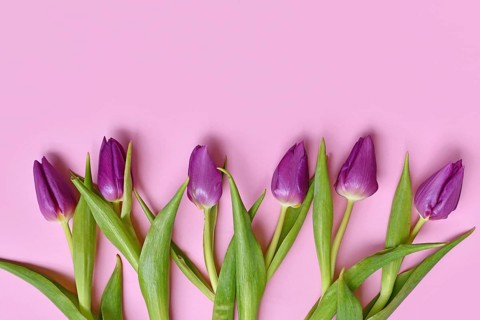 Purple tulip flowers on pink background. Floral spring background with copy space