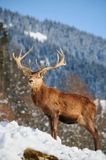 Red deer (Cervus elaphus) stag on a snowy meadow in the mountains in tirol, Kitzbühel, Wildpark