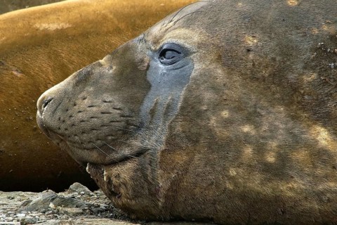 Animals, mammals, resting elephant seal, South Georgia, Antarctica