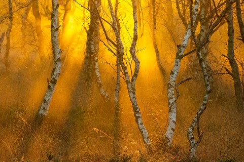 Birches (Betula) in the fog at dawn in the Molberger Dose, moor, raised bog, Molbergen, Lower