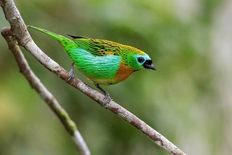 Brassy-breasted Tanager (Tangara desmaresti) perched on a branch in the Atlantic rainforest of