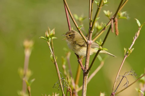 A small brown songbird sits singing in the branches of a spring landscape, chiffchaff (Phylloscopus