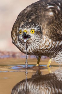 Eurasian Sparrowhawk (Accipiter nisus) drinking at a waterhole, Eilat, Israel