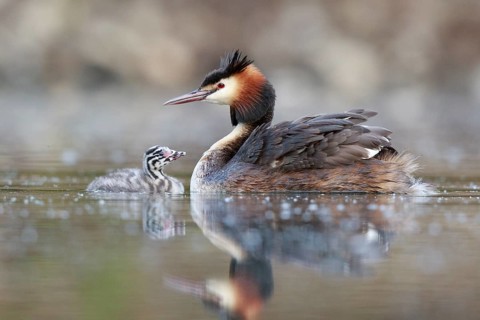 Great Crested Grebe (Podiceps cristatus) with chick, North Rhine-Westphalia, Germany