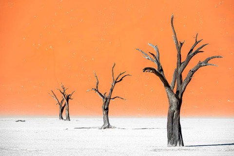 Dead camel thorn trees (Vachellia erioloba), red sand dunes, white salt pan, Dead Vlei, Sossusvlei,