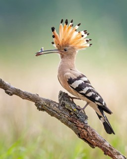 Hoopoe (Upupa epops) Bird of the Year 2022, male with blue-winged grasshopper, nuptial gift, prey,