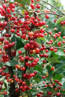 Sour cherry, sour cherry (Prunus cerasus 'Scharö'), Germany