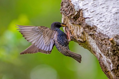 Common starling, European starling (Sturnus vulgaris) adult in breeding plumage at nest hole in