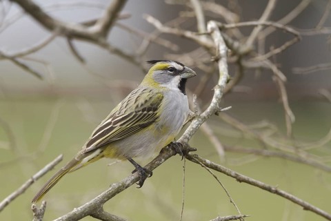 Yellow Cardinal (Gubernatrix cristata) female, Corrientes, Argentina