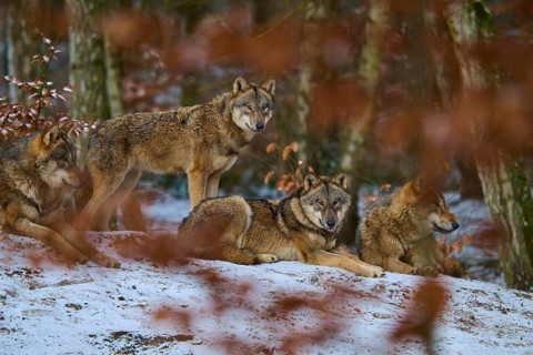 Four wolves resting on a snow-covered hill in a winter forest, Winter, Wolf (Canis lupus), Germany