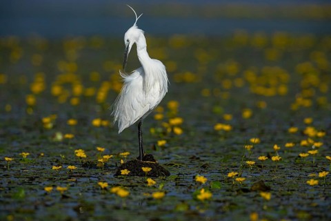 Little Egret (Egretta garzetta) in the midst of flowering echidnas Hungary