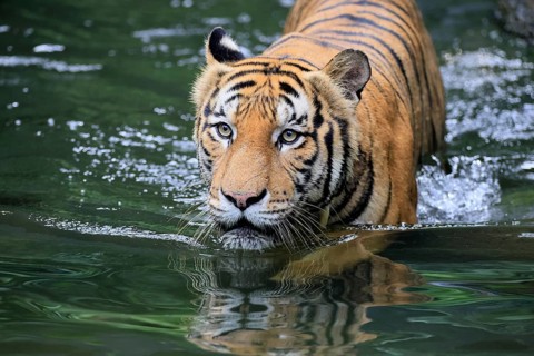 Malaysia tiger (Panthera tigris jacksoni), adult, in water, alert, Malaysia, Southeast Asia